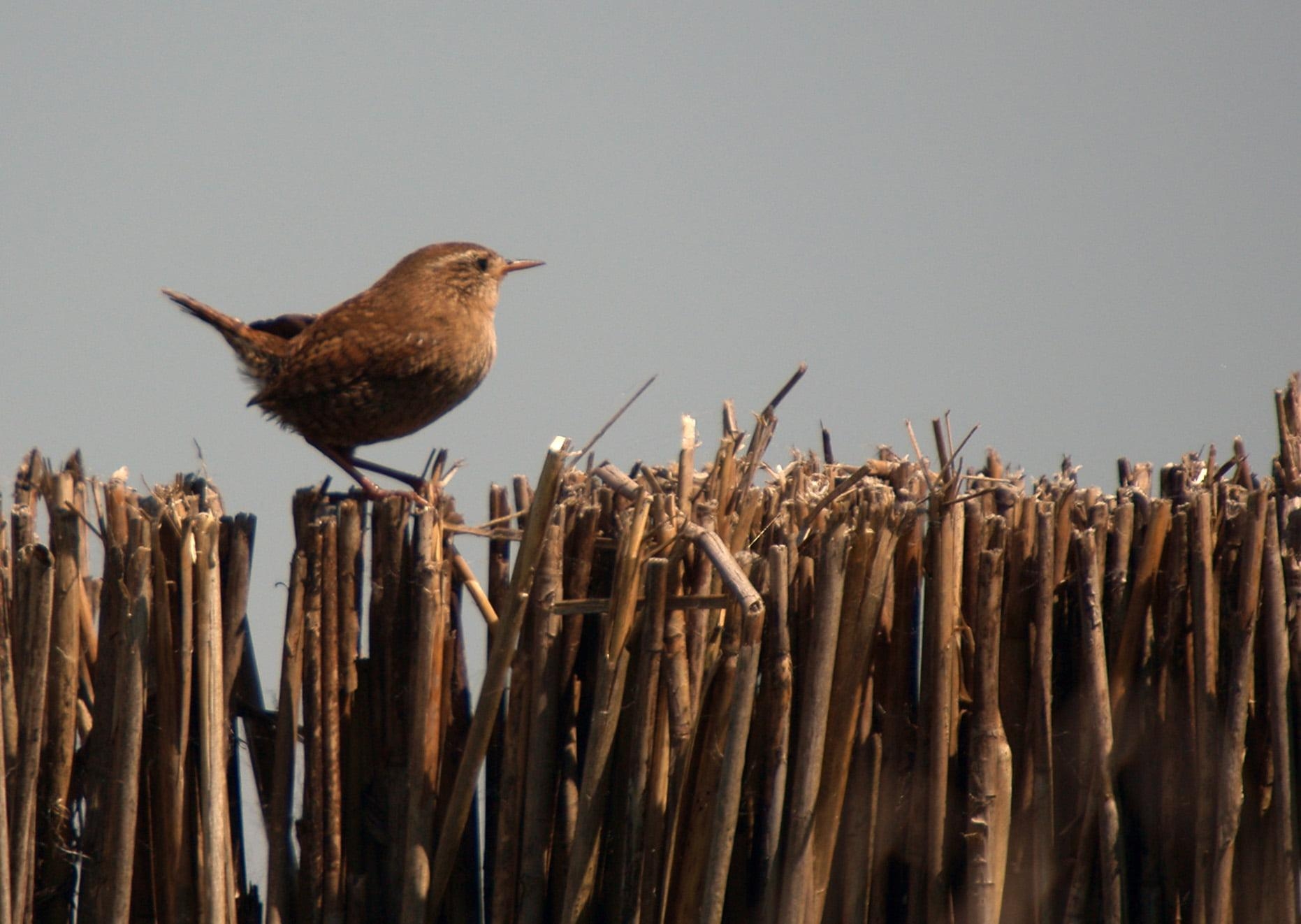 1870x1330 Brown bird perched on brown sticks, wren HD wallpaper, Desktop