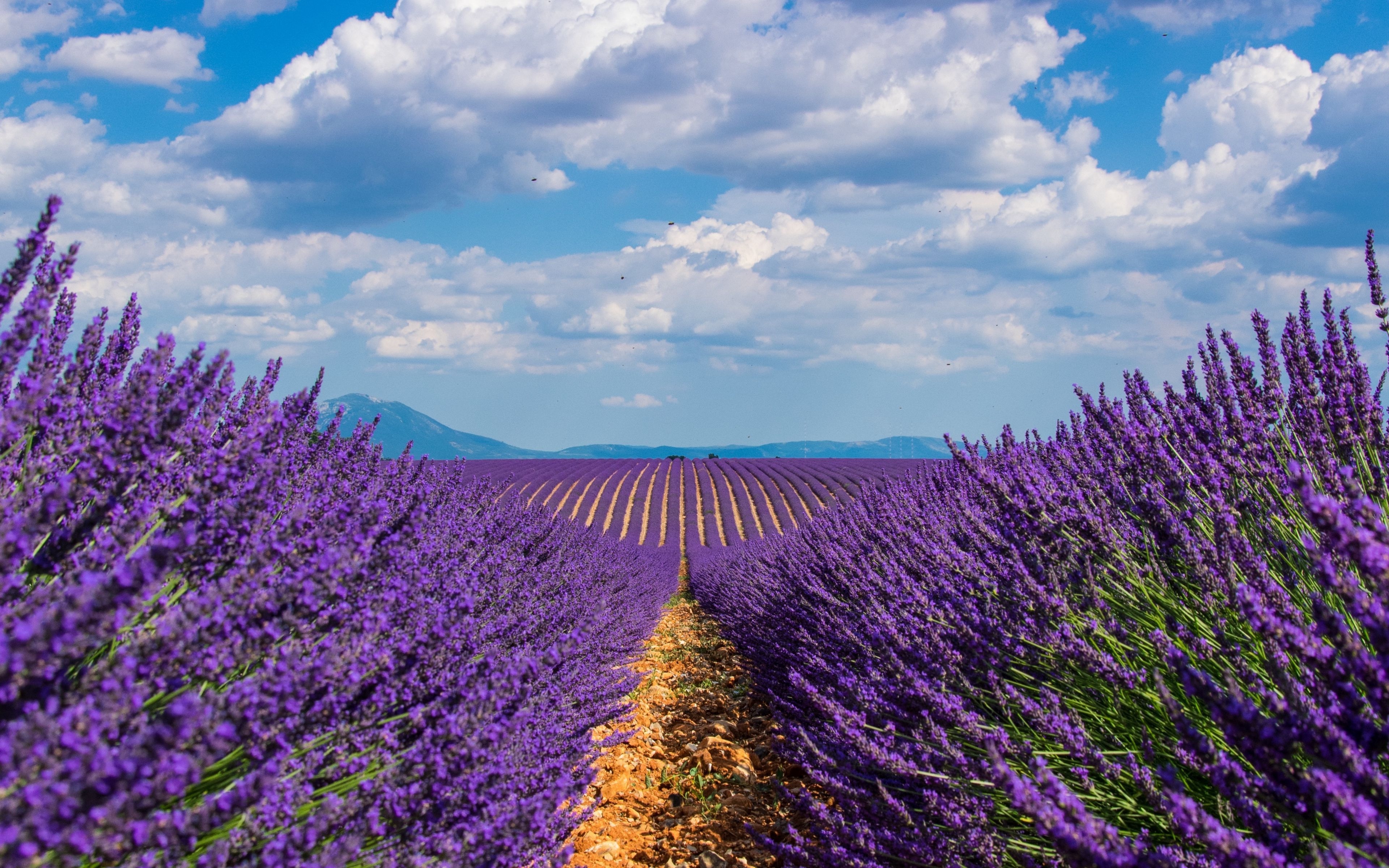 3840x2400 Download wallpaper  lavender, field, sky, bloom 4k ultra HD 16:10 HD background, Desktop