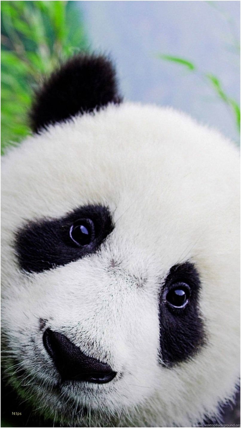 810x1440 Cute Panda Wallpaper Best Of Cute Panda Wallpaper Panda Wallpaper iPhone Wallpaper & Background Download, Phone