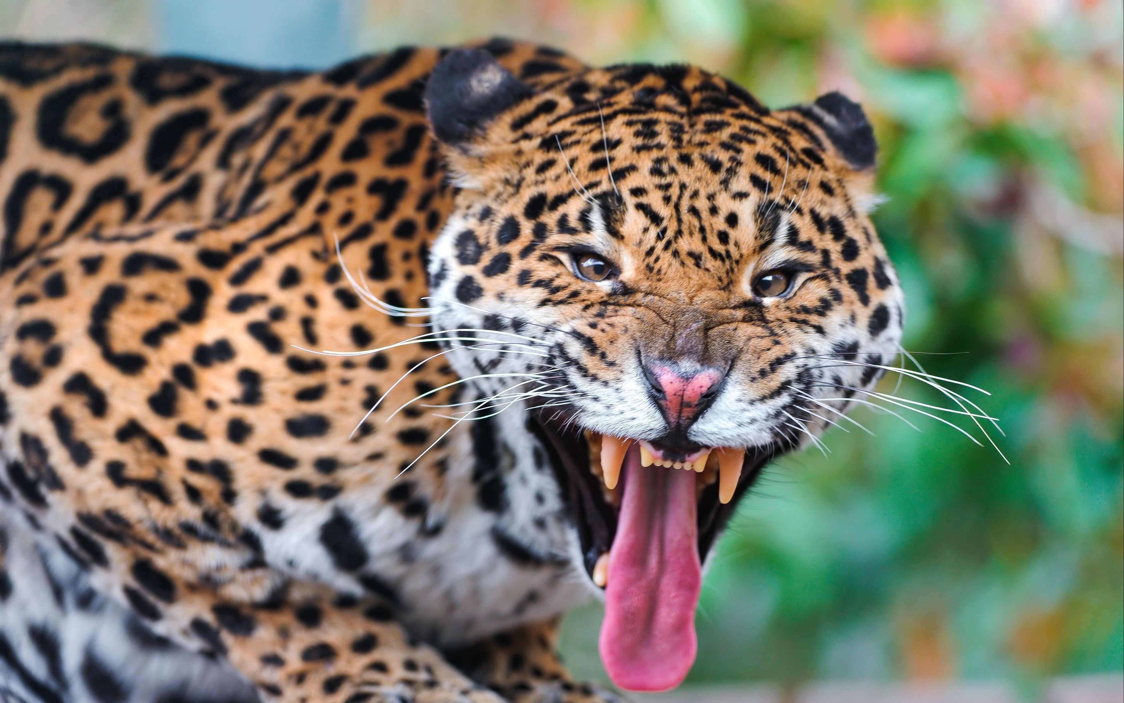 3840x2400 Download wallpaper  jaguar, face, teeth, predator, big, Desktop