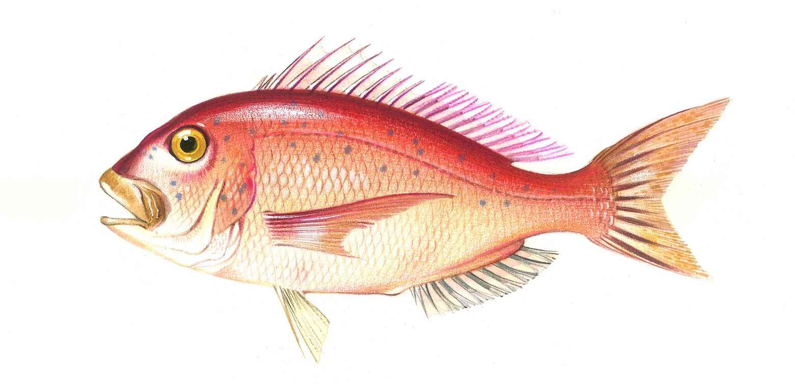 1570x760 Common Seabream: Characteristics, reproduction, habitat, Dual Screen