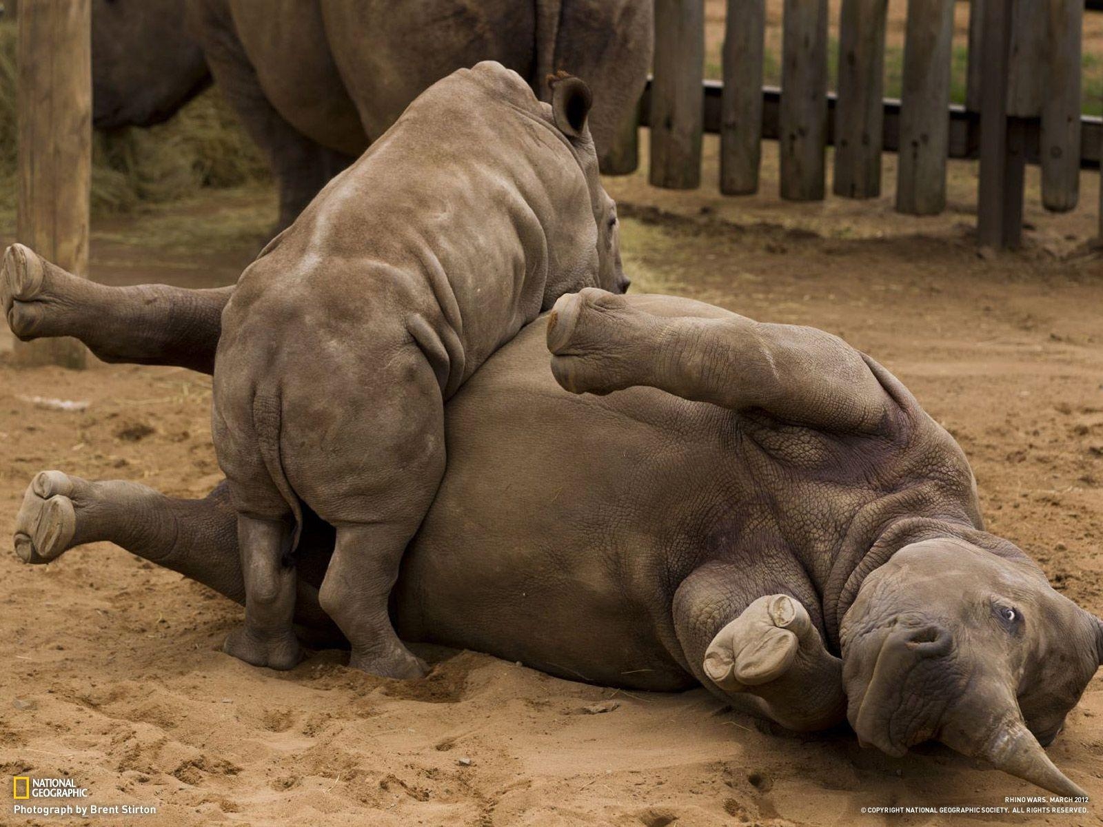 1600x1200 White Rhino Calf Wallpaper  px, Desktop