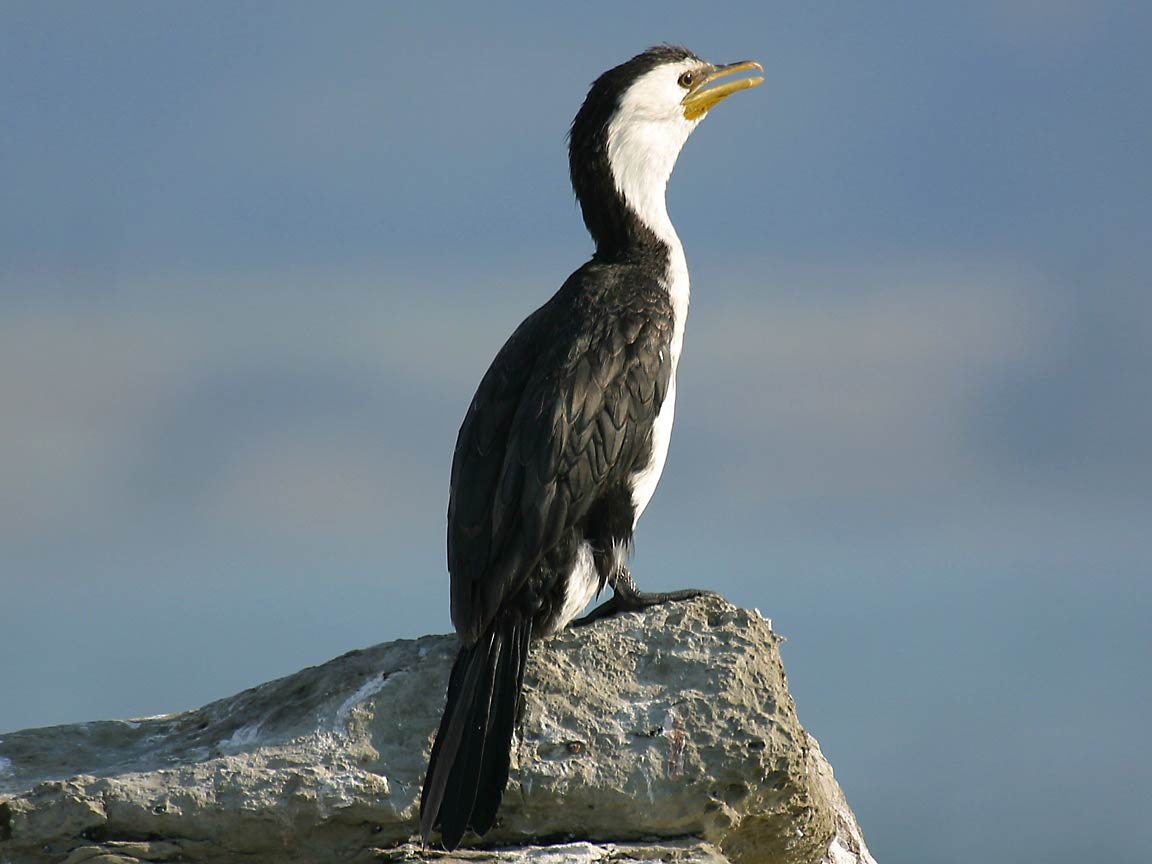 1160x870 Cormorant Wallpaper and background, Desktop