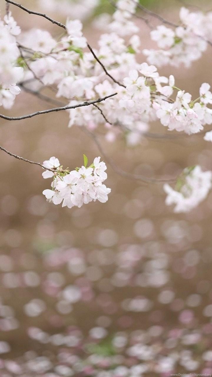 720x1280 White Cherry Blossoms Lenovo Phone Wallpaper HD 1080x1920, Phone