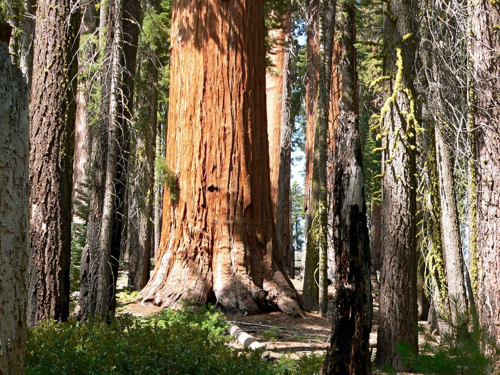 1920x1440 Sequoia national park California Nature Forests, Desktop