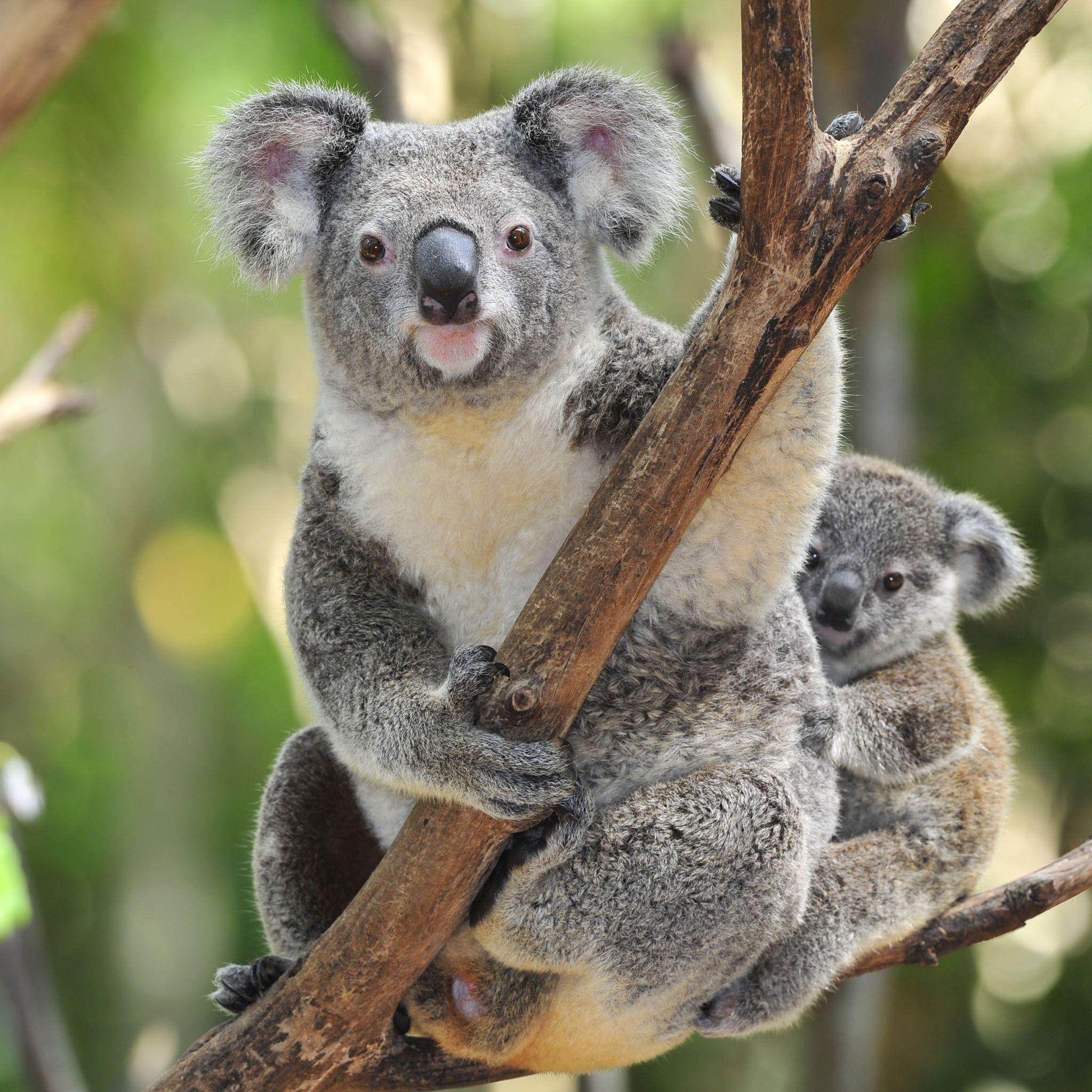 2050x2050 Baby Koala Wallpaper, Phone