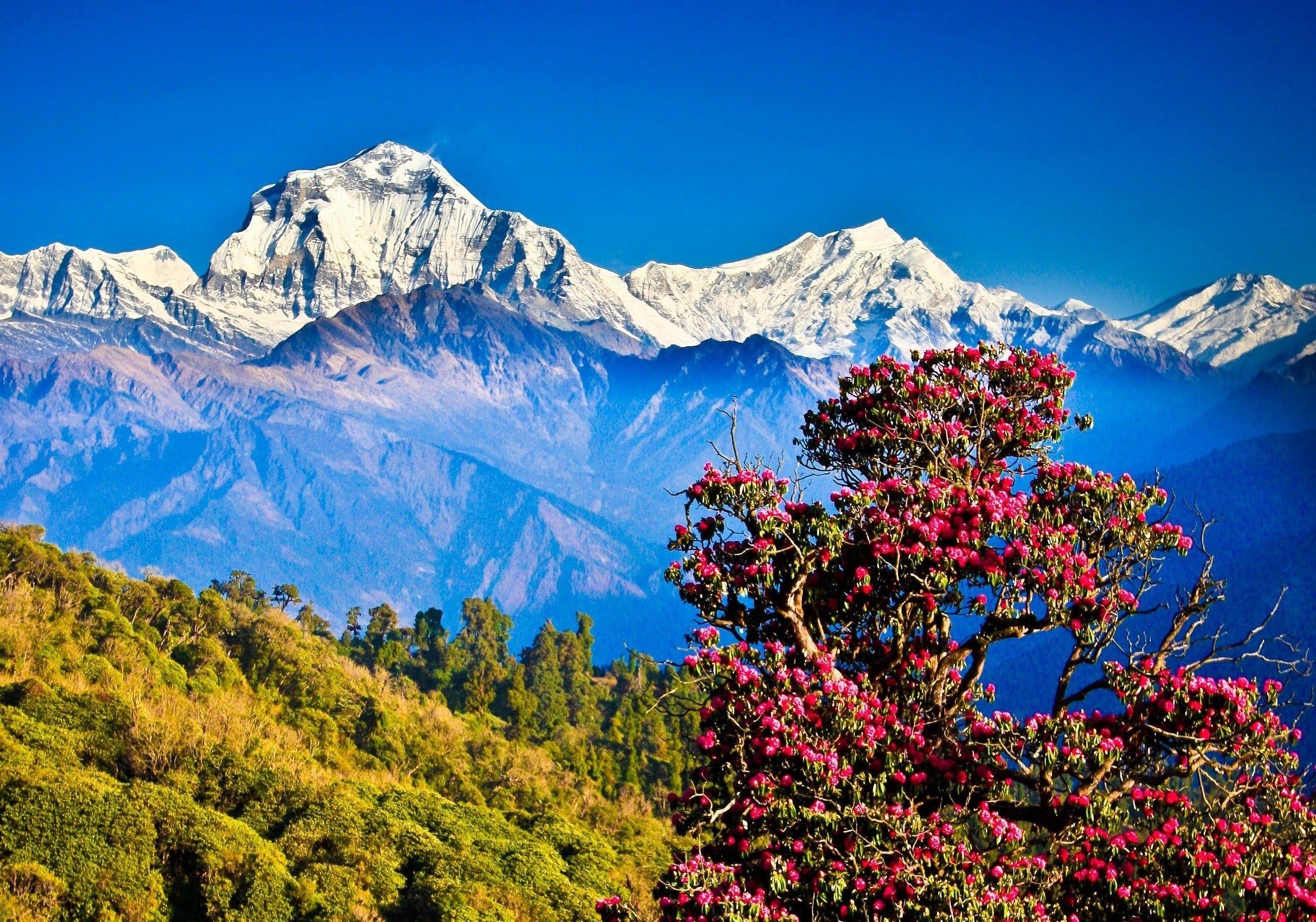 2590x1820 Flowering tree in the Himalayas wallpaper and image, Desktop