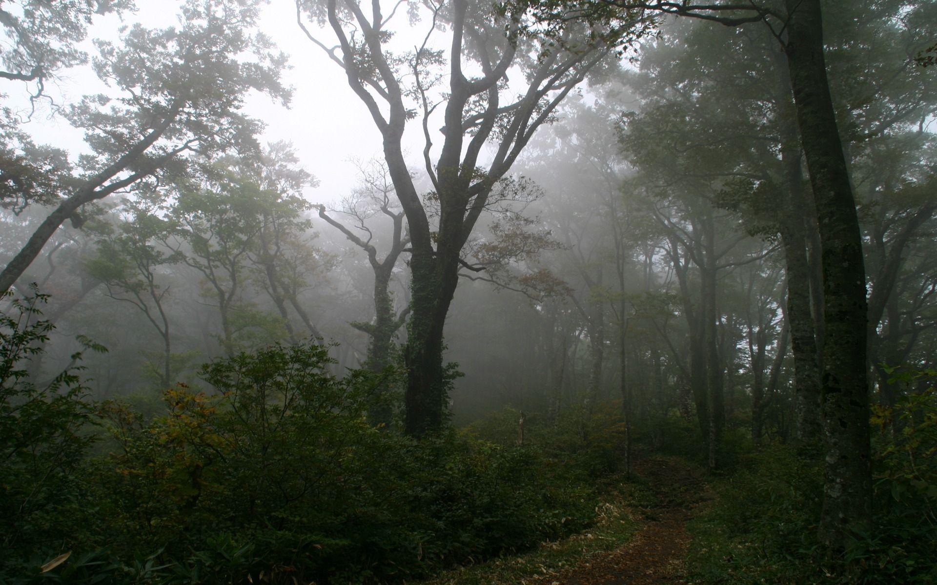 1920x1200 Foggy Forest Wallpaper Landscape Nature Wallpaper in jpg format, Desktop