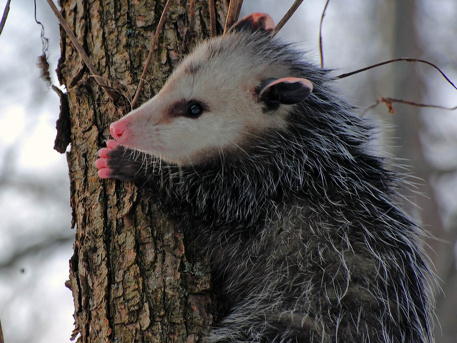 1600x1200 Free Possum Wallpaper download, Desktop