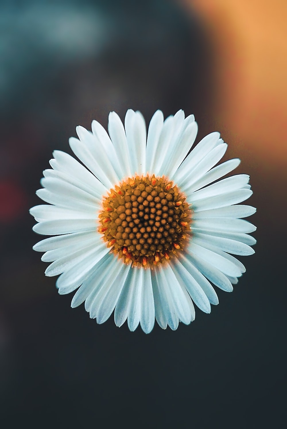 1000x1500 Daisy Flower Picture. Download Free Image, Phone