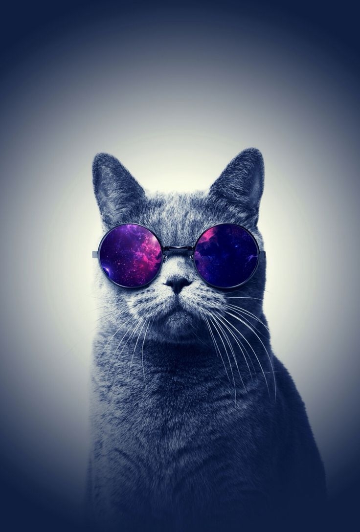 740x1090 Cool cat wallpaper, Phone