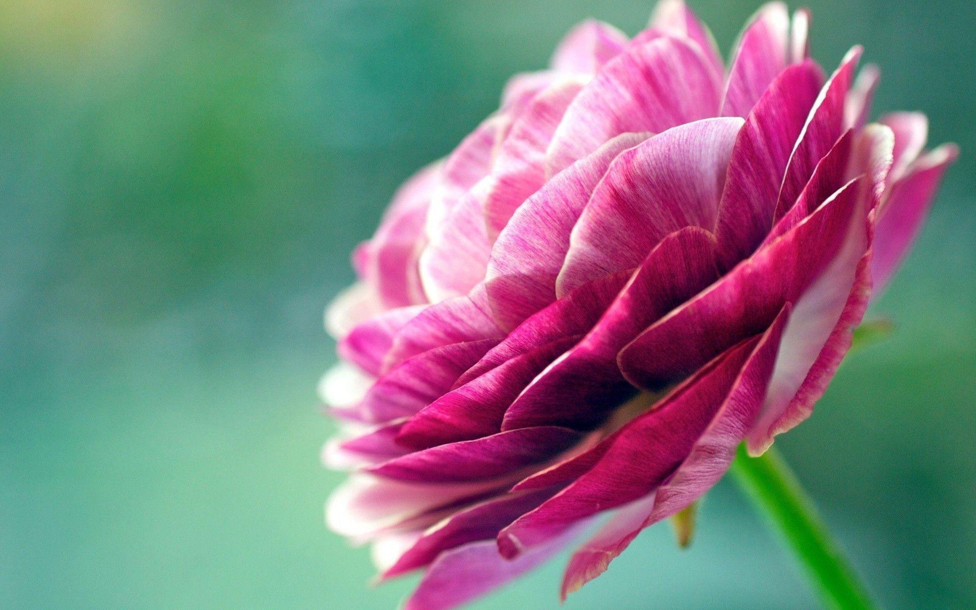 1920x1200 Pretty Flowers Wallpaper 9130  px, Desktop