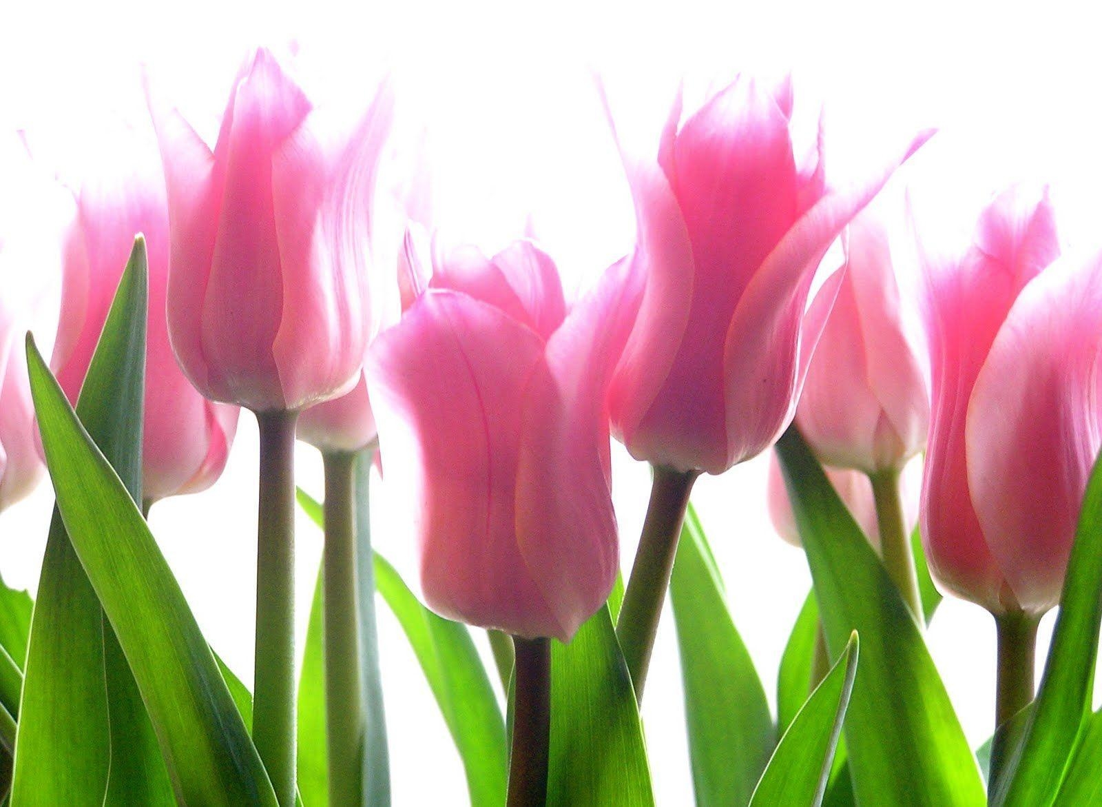 1600x1180 Single Pink Tulip Wallpaper, Desktop