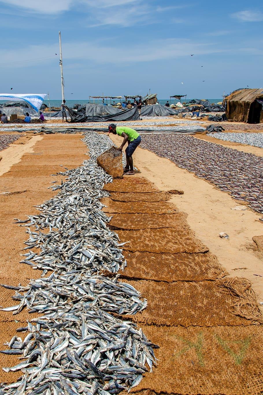 910x1370 HD wallpaper: fish, dried fish, sardines, asia, fishing, Phone