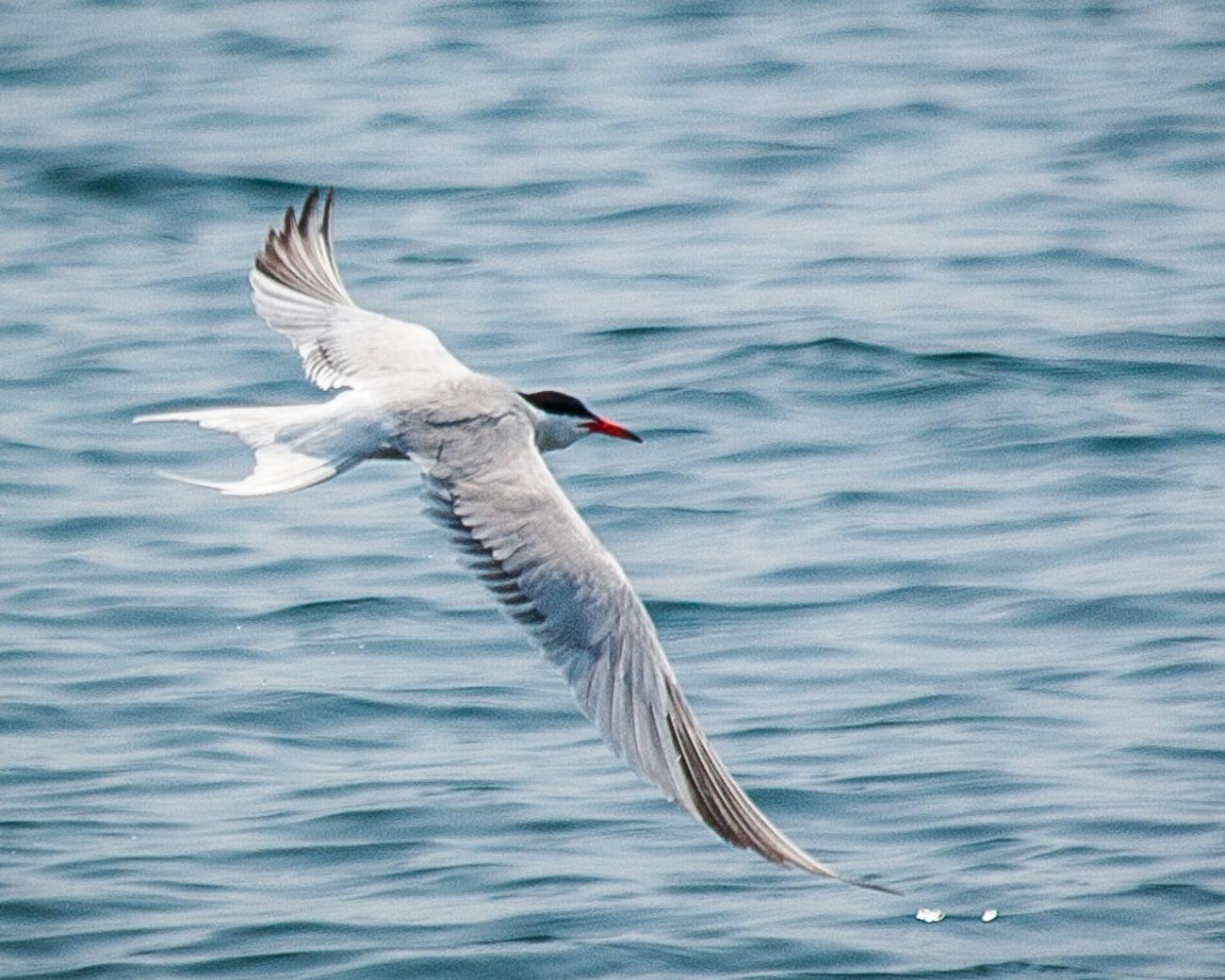 1300x1040 White and grey bird near body of water, common tern HD, Desktop