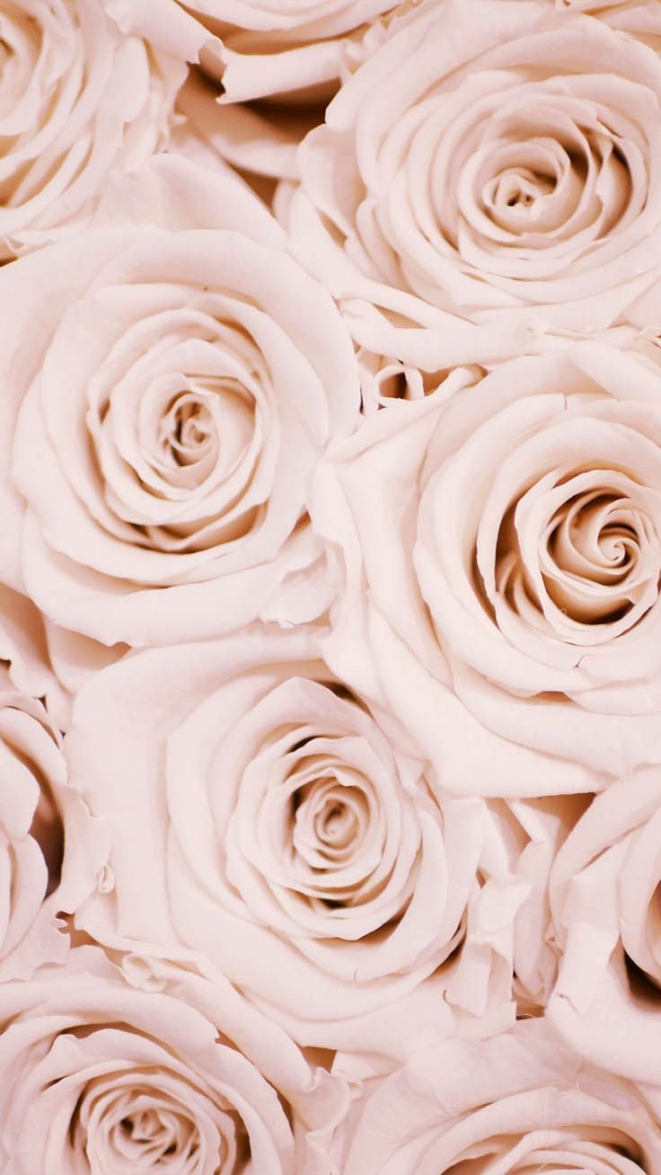 740x1310 Romantic Roses iPhone X Wallpaper. Rose gold wallpaper, Pink, Phone