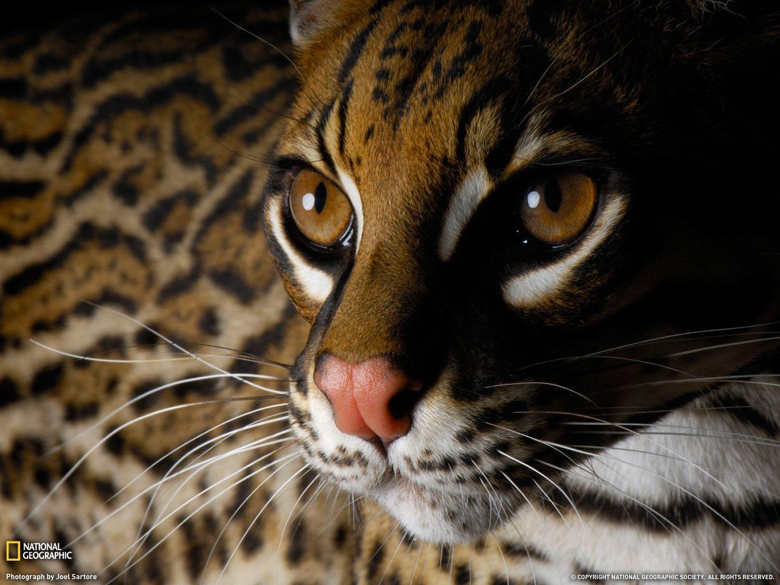 1600x1200 Ocelot Picture, San Diego Zoo Wallpaper Geographic, Desktop