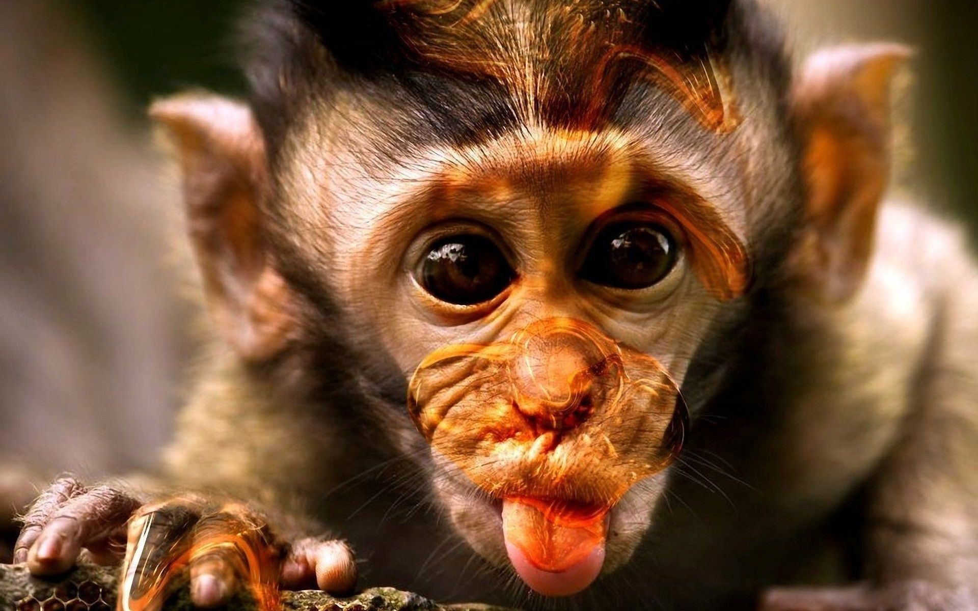 1920x1200 Monkey Funny Wallpaper background picture, Desktop