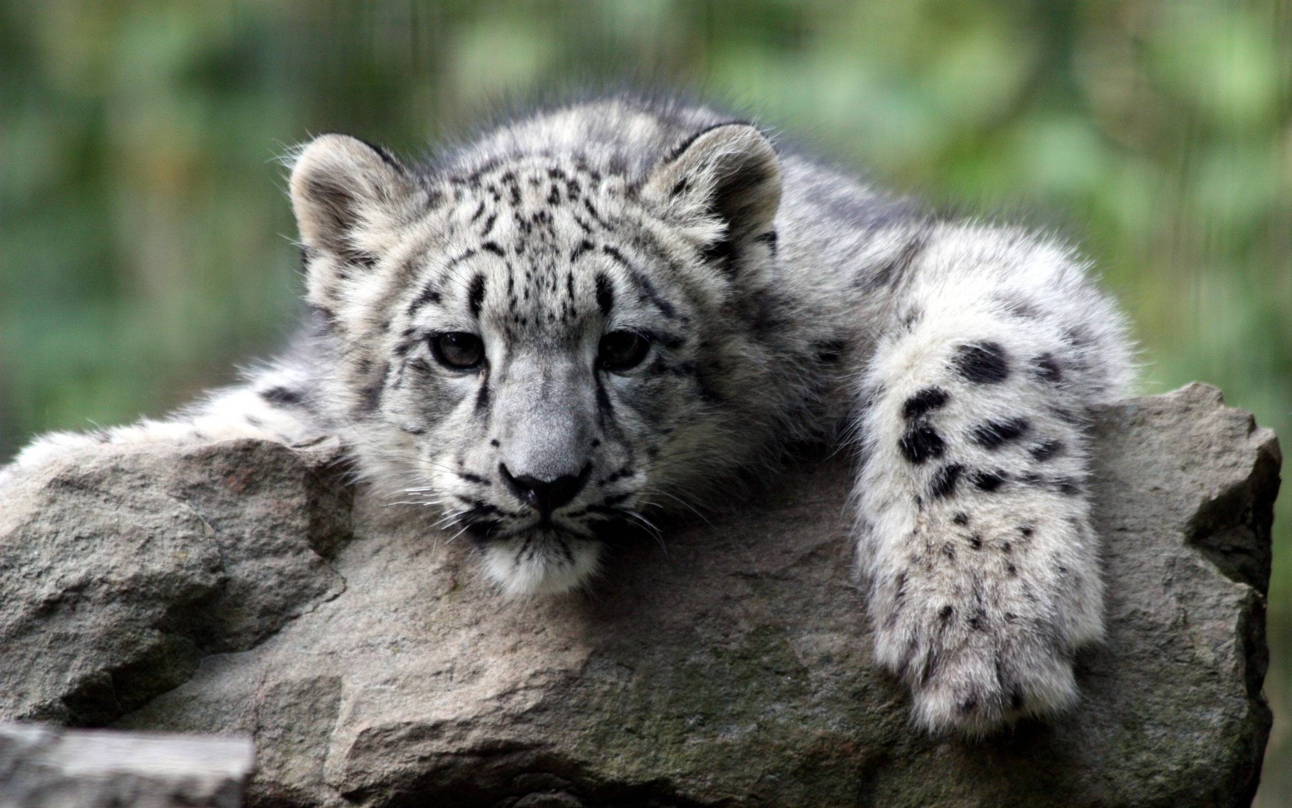 2560x1600 cute white tiger cub wallpaper Search Engine, Desktop