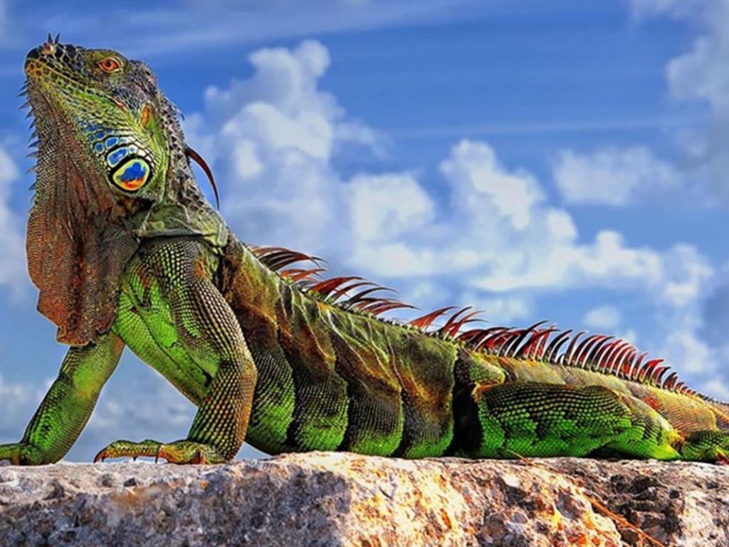 1030x770 Iguana Wallpaper 26 X 800, Desktop