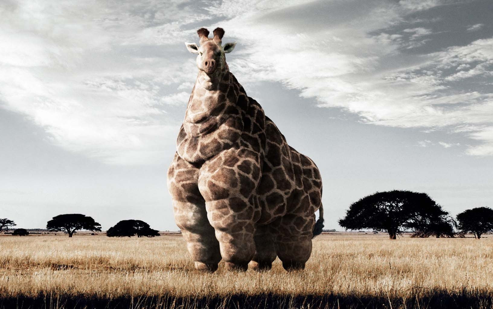 1640x1030 Fat Giraffe Wallpaper. Cool PC Wallpaper, Desktop