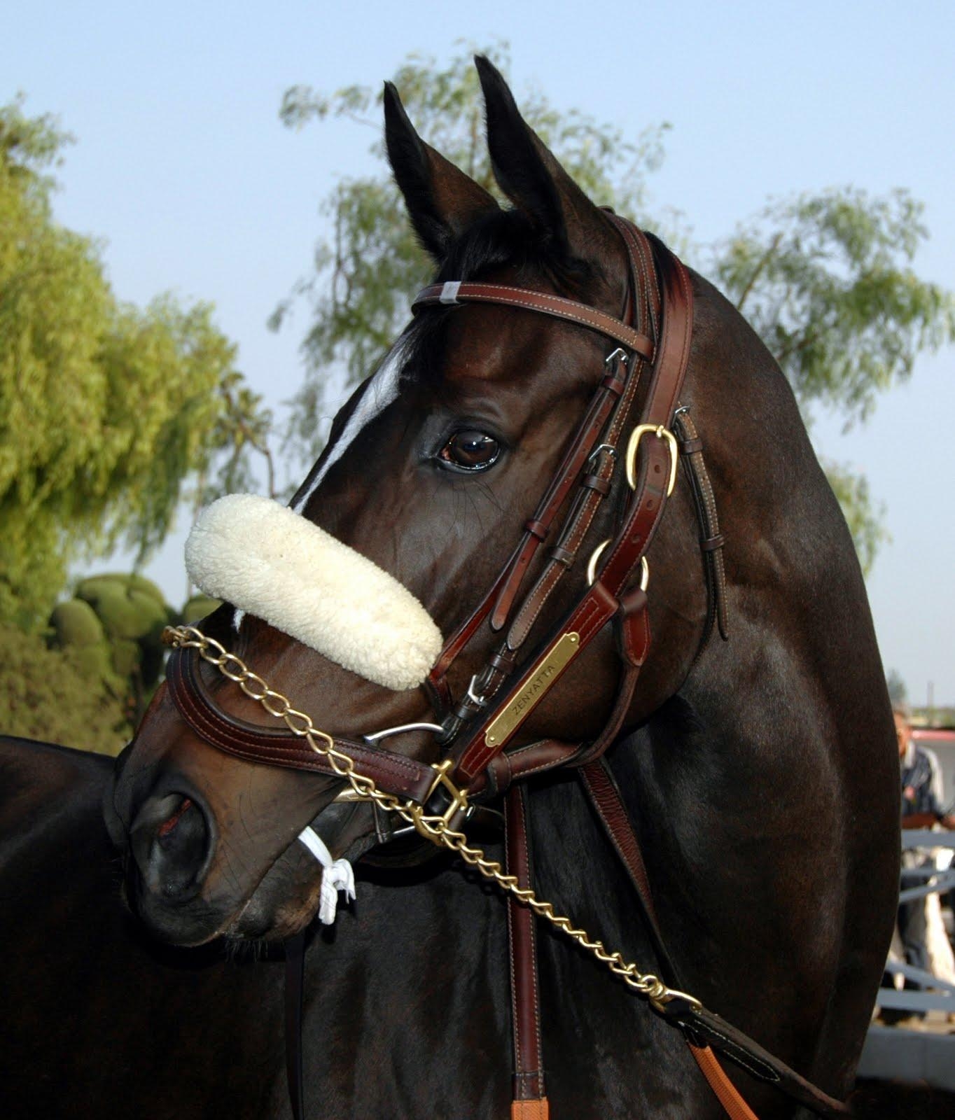 1370x1600 Zenyatta The Racehorse Photo Picture, Phone