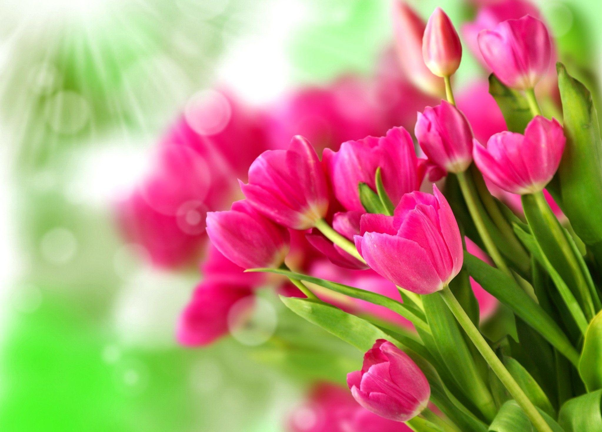 2050x1470 Beautiful Pink Tulip Wallpaper, Desktop