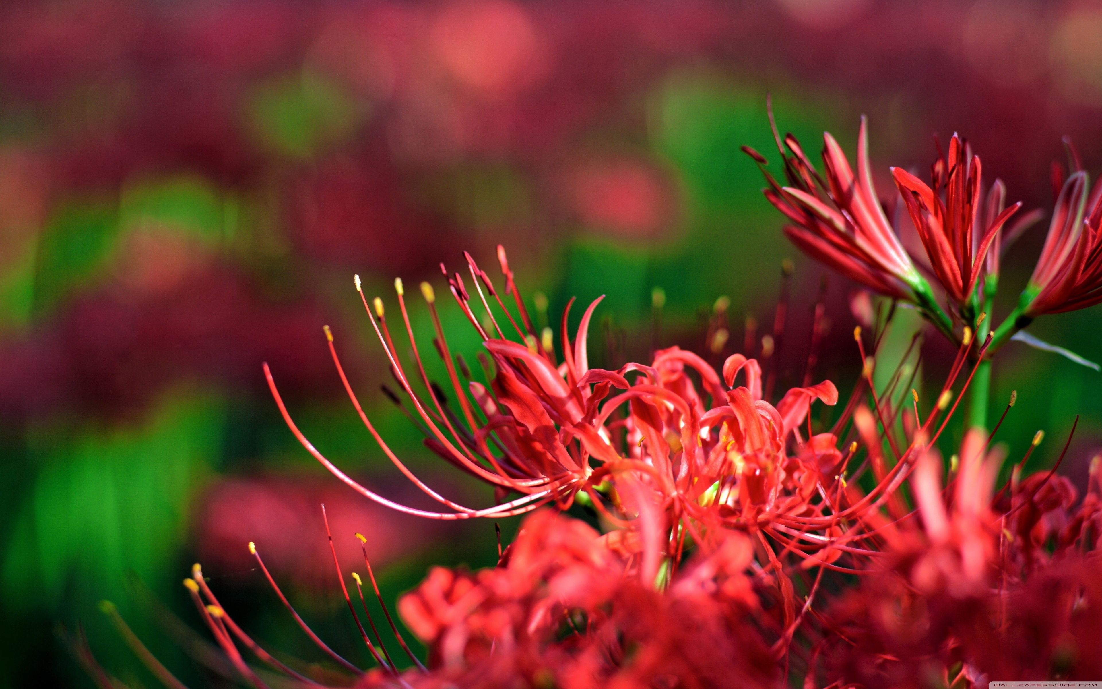 3840x2400 Red Spider Lily, Japan Ultra HD Desktop Background Wallpaper, Desktop