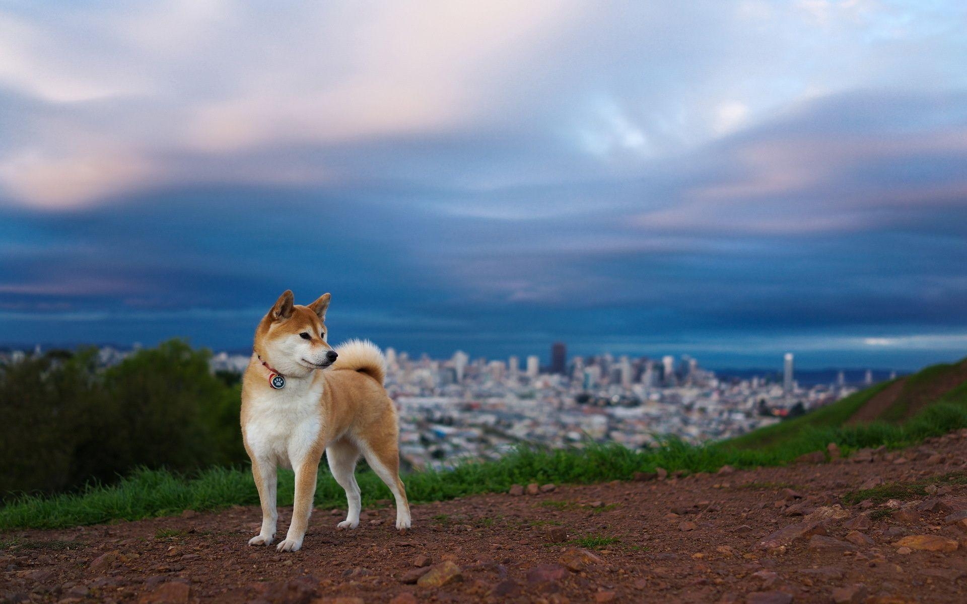 1920x1200 Shiba Inu Wallpaper. Shiba Inu Background, Desktop