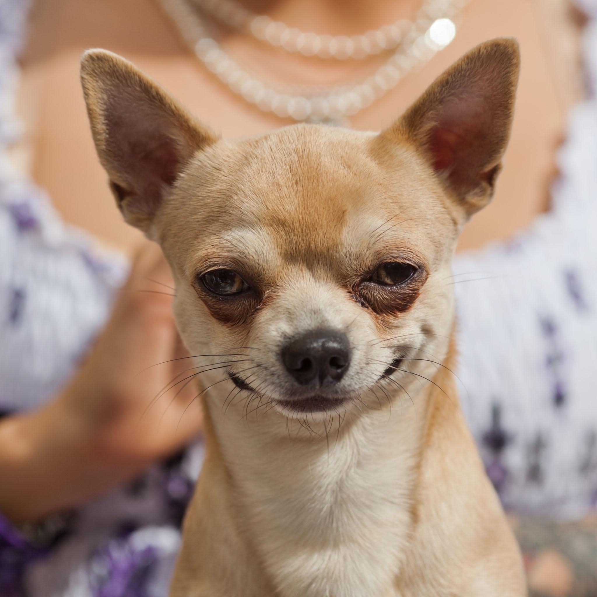 2050x2050 Chihuahua Dogs Wallpaper, Phone