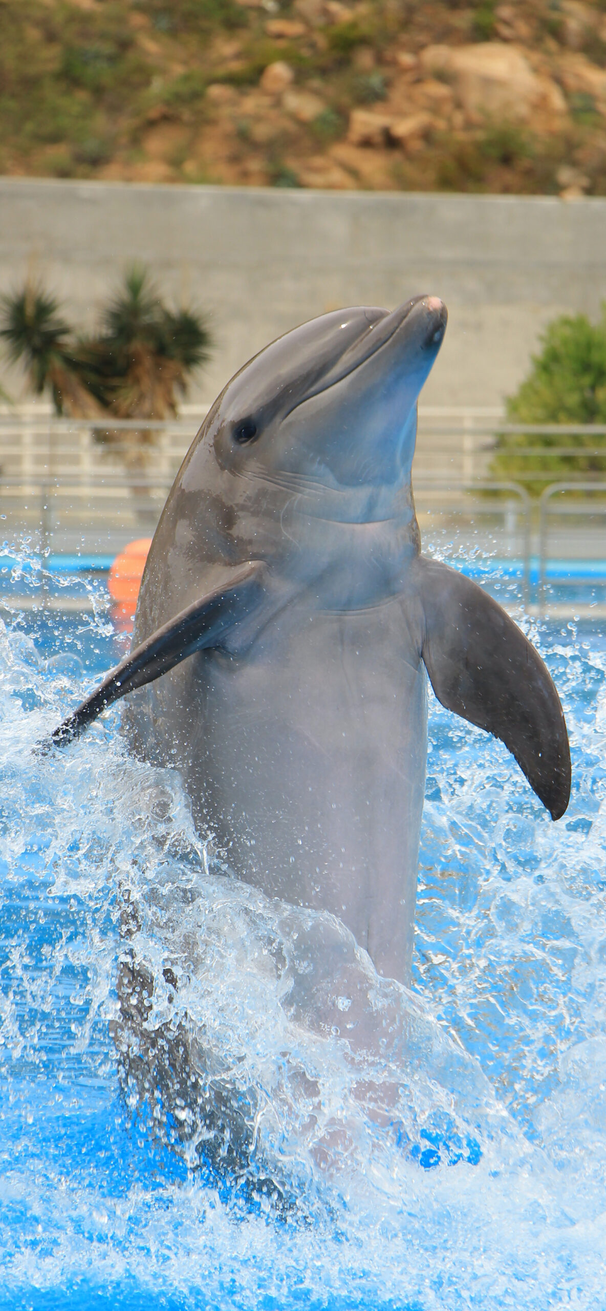 1190x2560 Dolphin Wallpaper for iPhone Pro, Phone