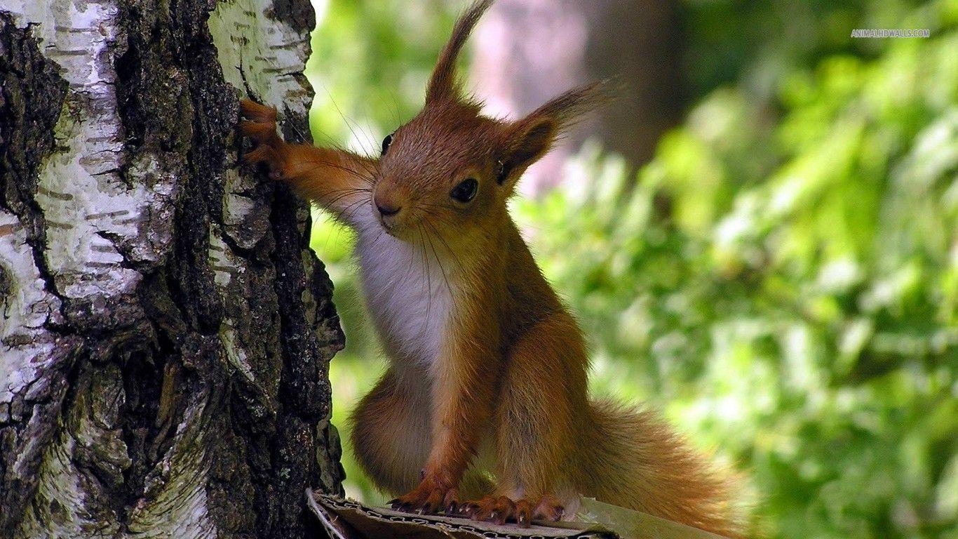 1370x770 Squirrel wallpaper #, Desktop