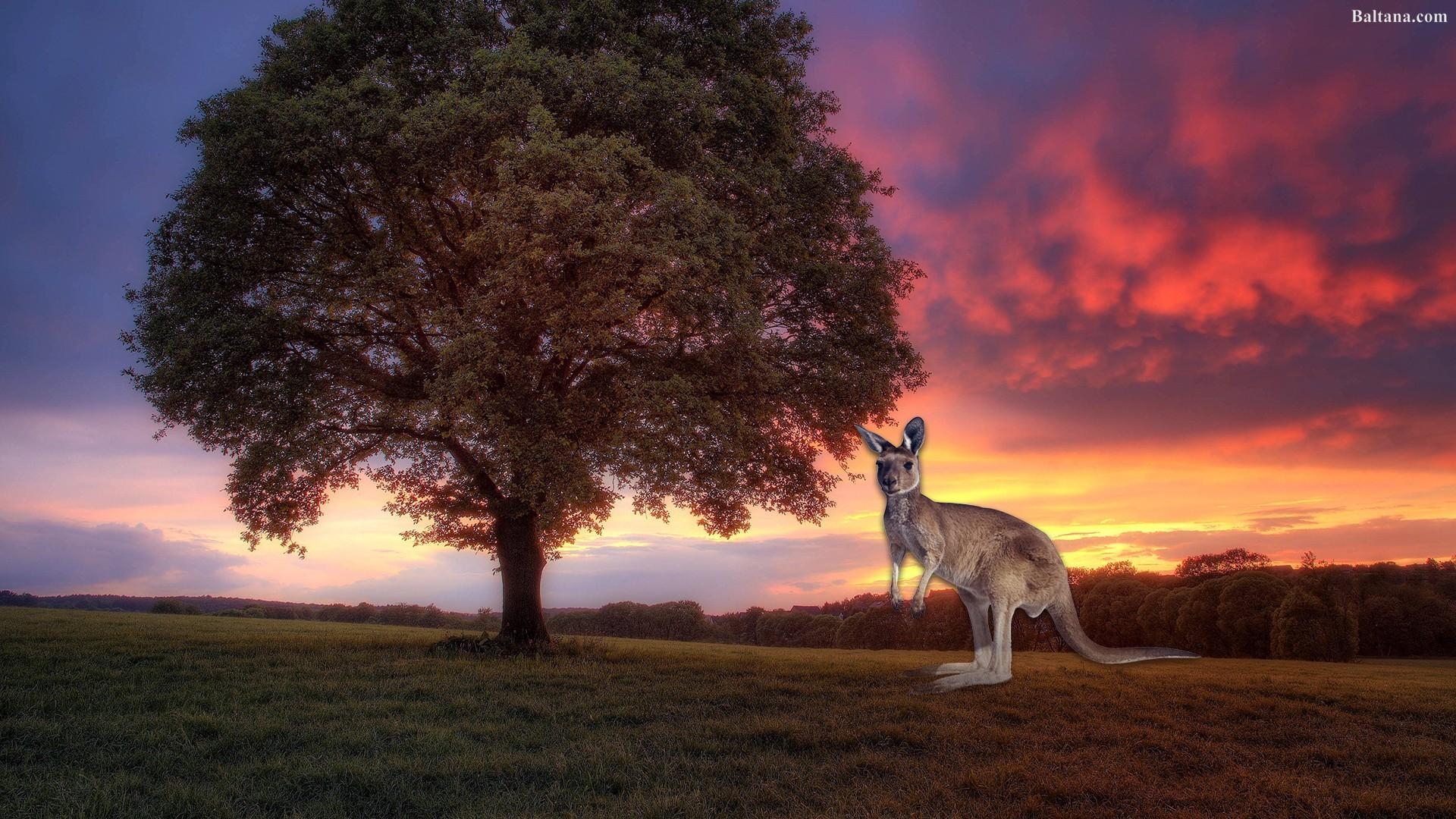 1920x1080 Kangaroo Wallpaper Free Kangaroo Background, Desktop