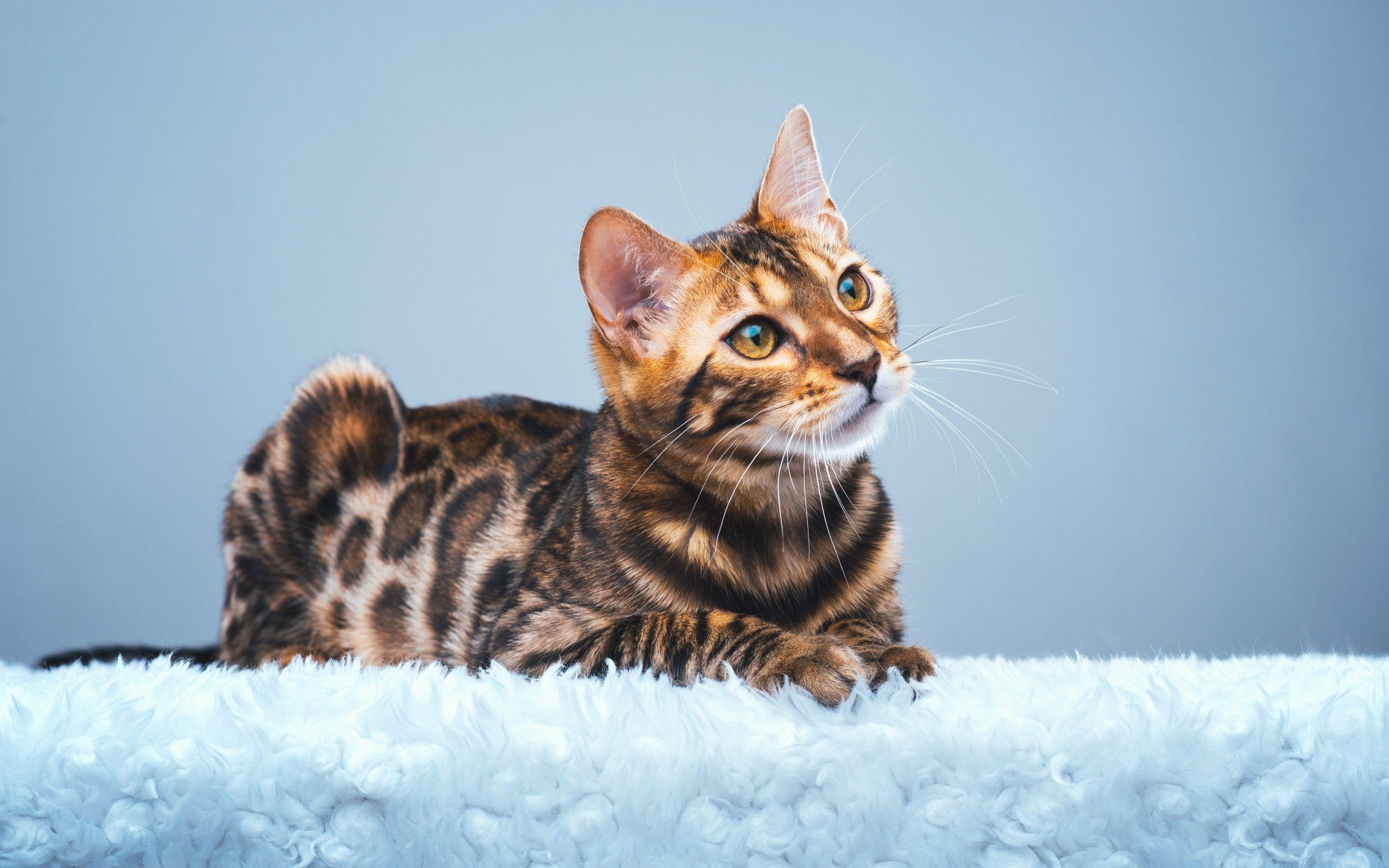 2880x1800 Bengal Cat HD Wallpaper Wallpaper Themes, Desktop