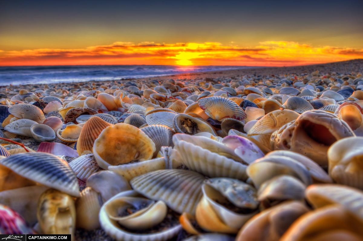 1200x800 Sea of clams HD wallpaper, Desktop