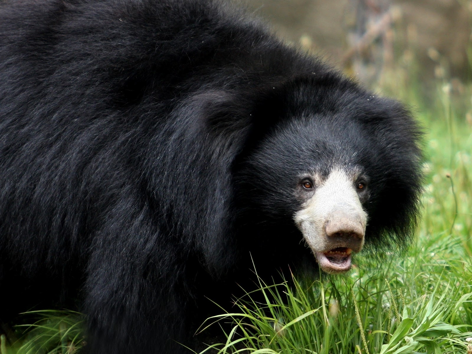 1600x1200 Sloth Bear Wallpaper and Background Imagex1200, Desktop