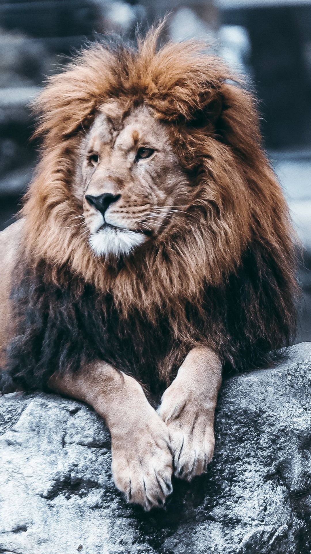 1080x1920 iPhone Wallpaper Lion Rest, Rocks, Zoo - Лев Обои На Айфон 7, Phone