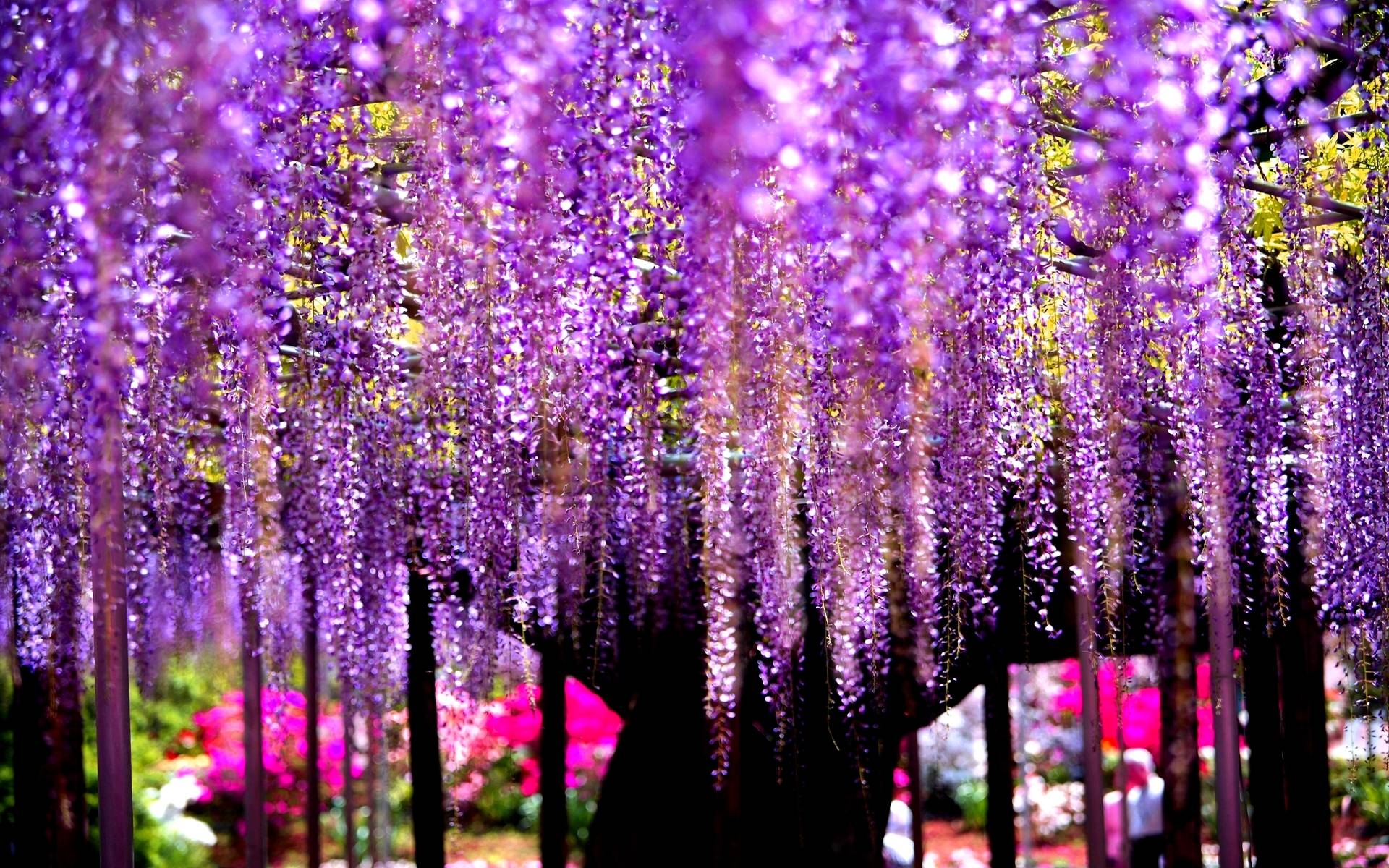 1920x1200 HD Wisteria Tree Wallpaper, Desktop