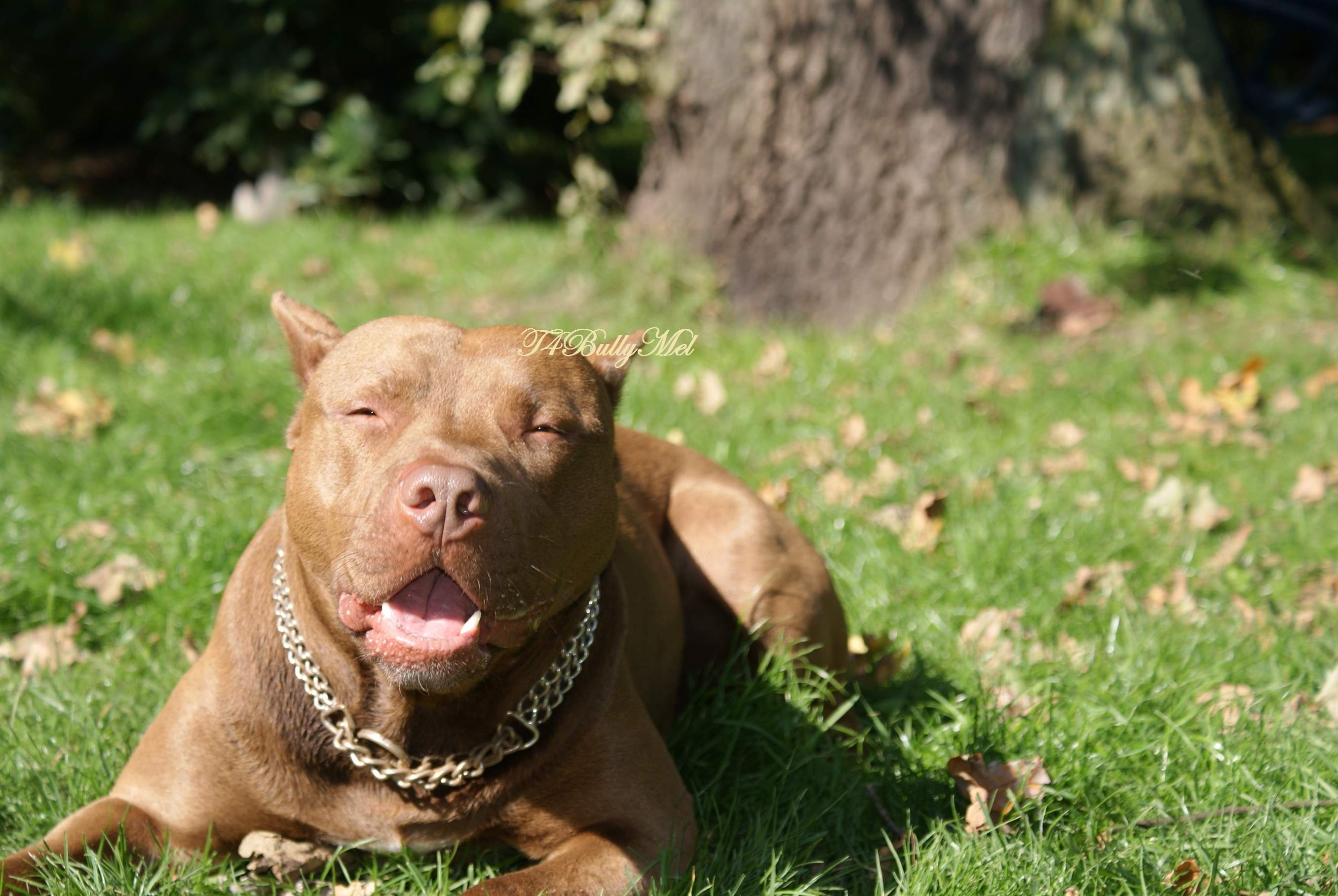 2720x1820 Pix For > Pitbull Dogs Wallpaper Desktop, Desktop