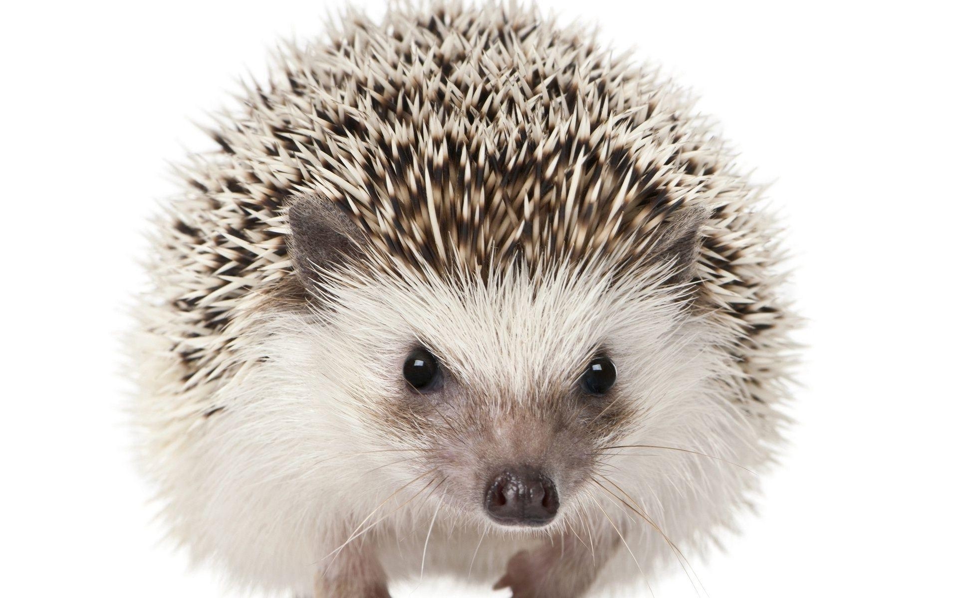 1920x1200 Hedgehog HD Wallpaper, Desktop