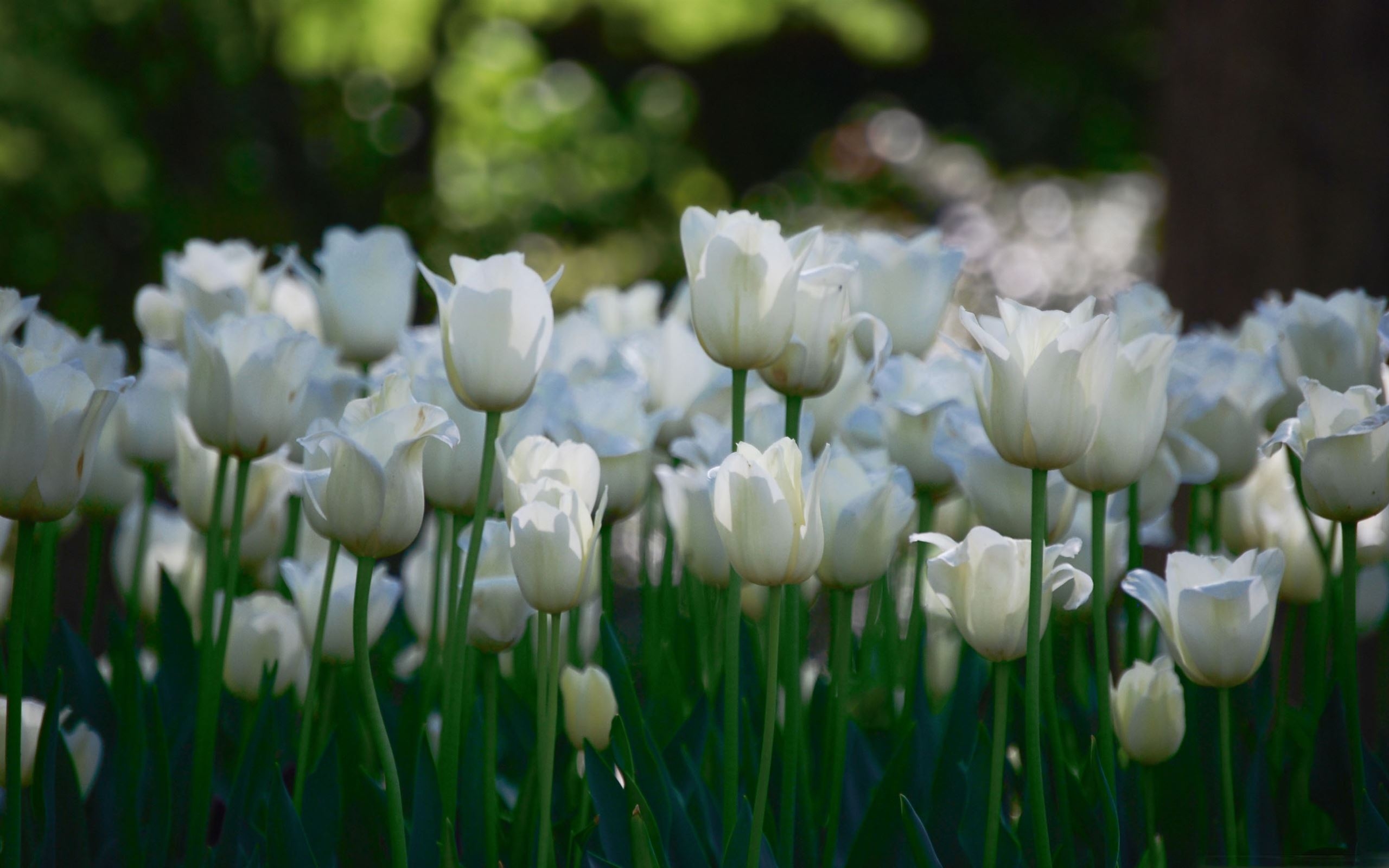 2560x1600 White Tulips MacBook Air Wallpaper Download, Desktop