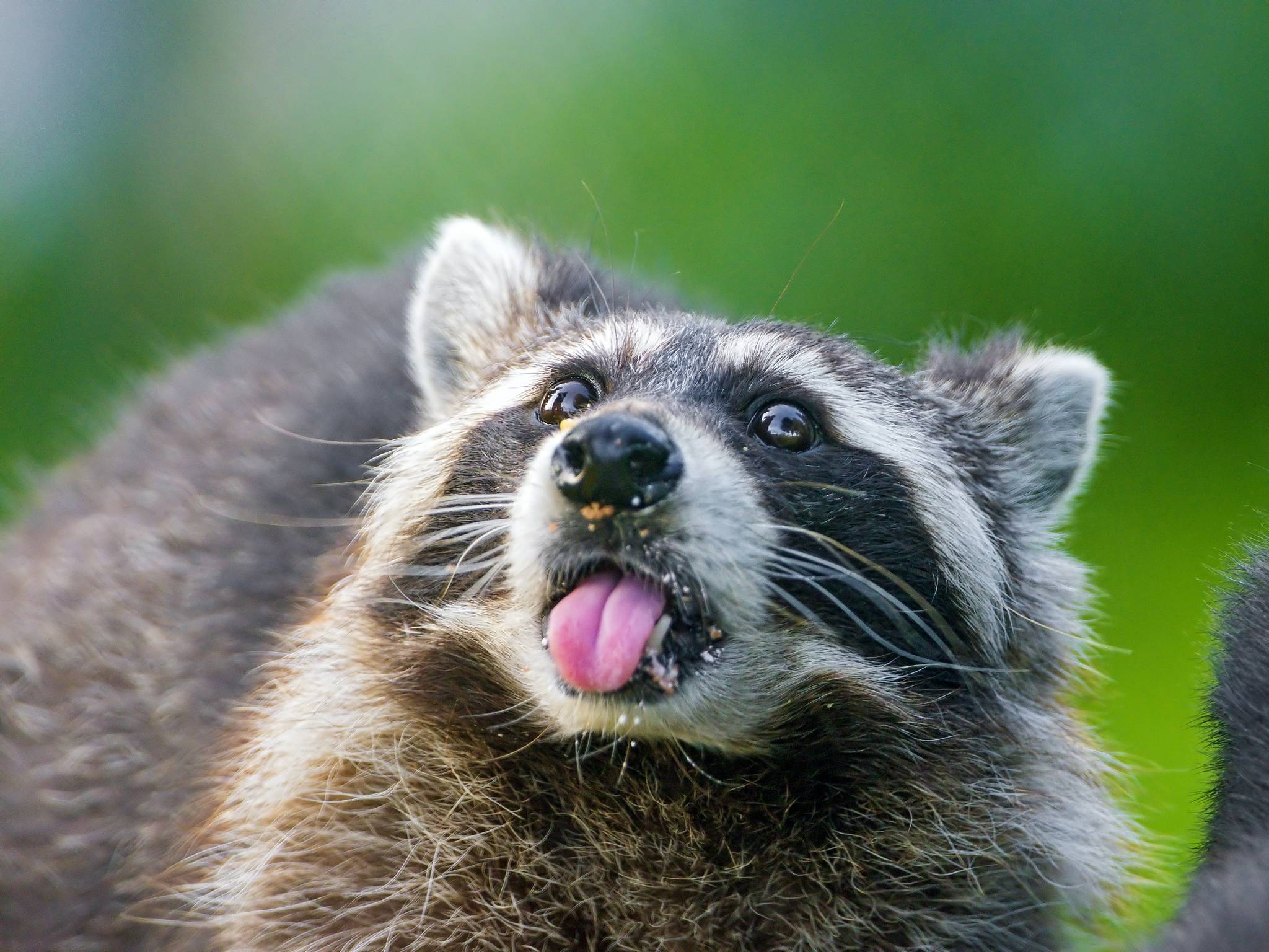 2050x1540 Raccoon Wallpaper 6787 Wallpaper. Wallver, Desktop