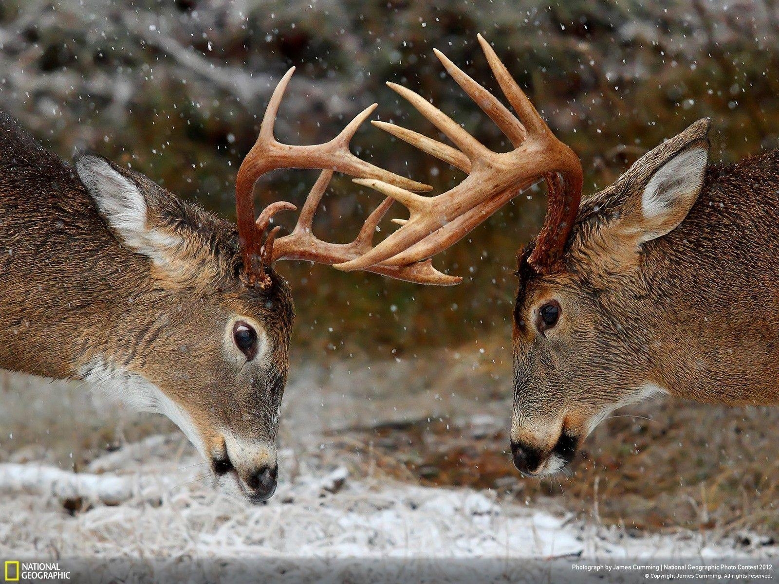 1600x1200 Wallpaper Desktop Big Buck Whitetail Deer Hunting 1024 X 768 42 Kb, Desktop