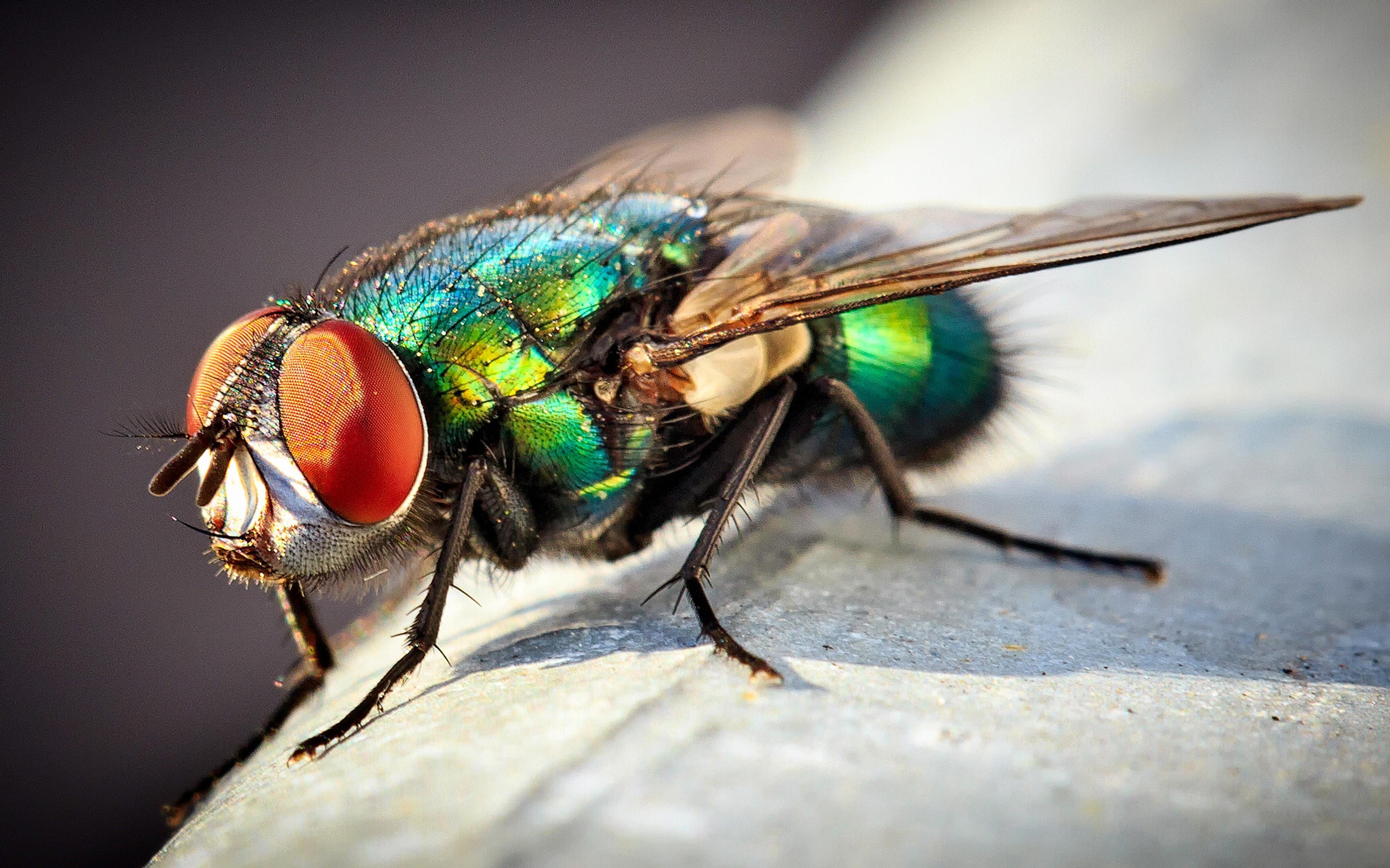 3840x2400 Insect Common Green Bottle Fly Macro Photo Desktop, Desktop