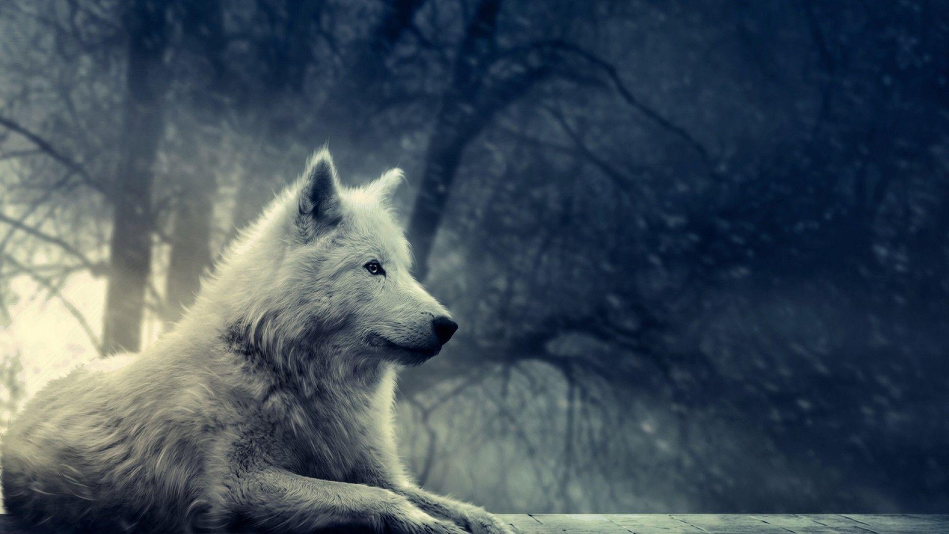 1920x1080 White Wolf Wallpaper HD, Desktop