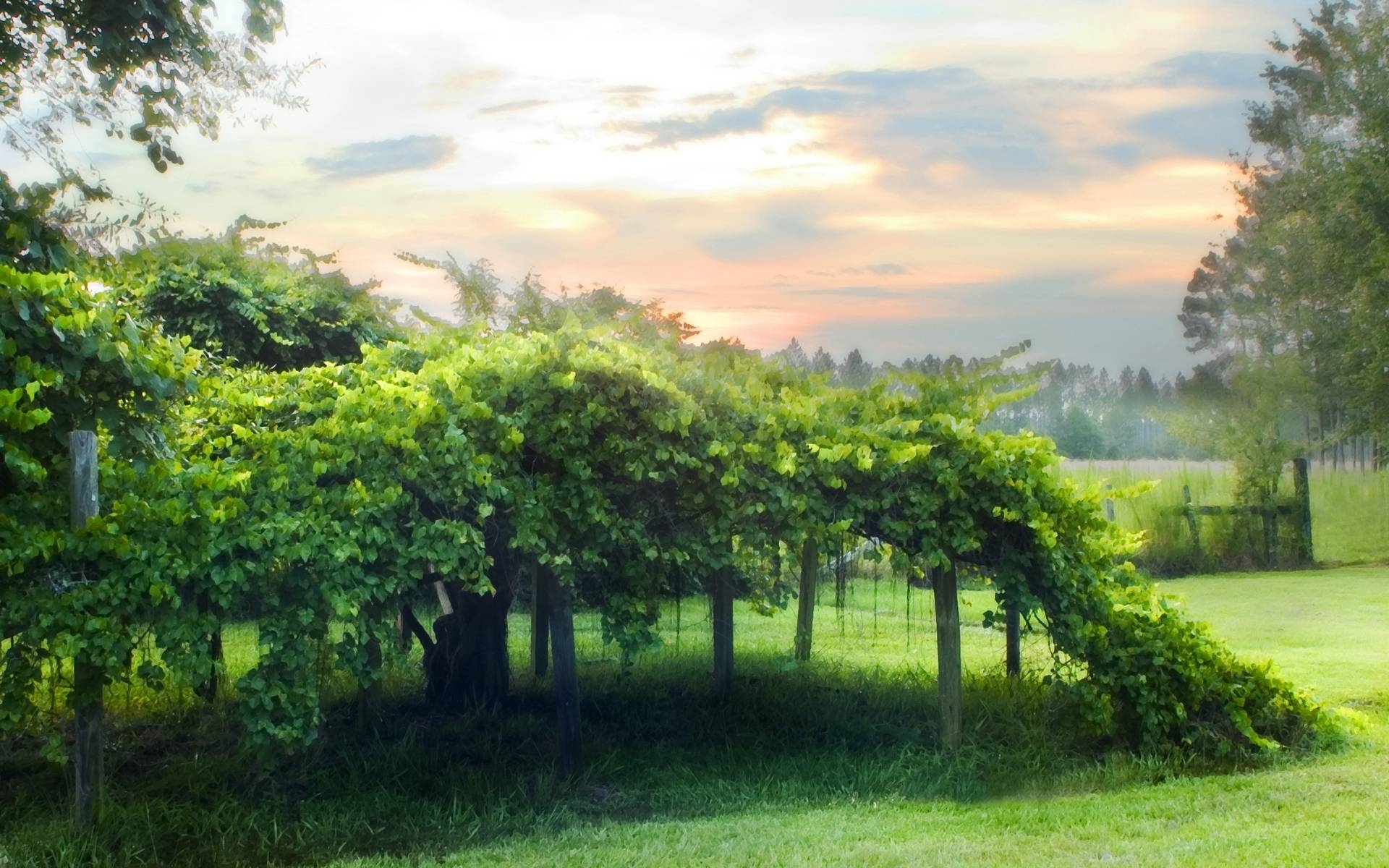 1920x1200 Green Vineyard Wallpaper Desktop Wallpaper. High Resolution, Desktop