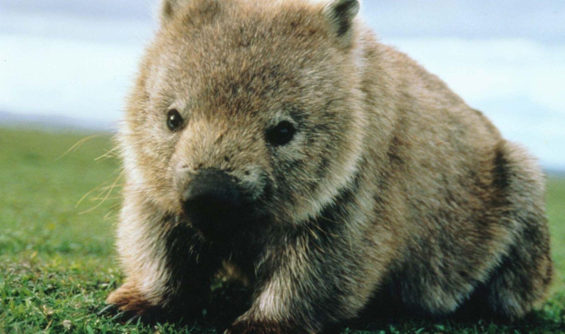 1830x1080 wombat wallpaper. Wombat, Wallpaper picture, Wallpaper, Desktop