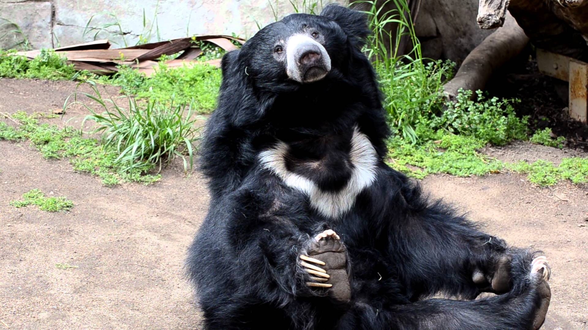 1920x1080 Sloth Bear at the San Diego Zoo, Desktop