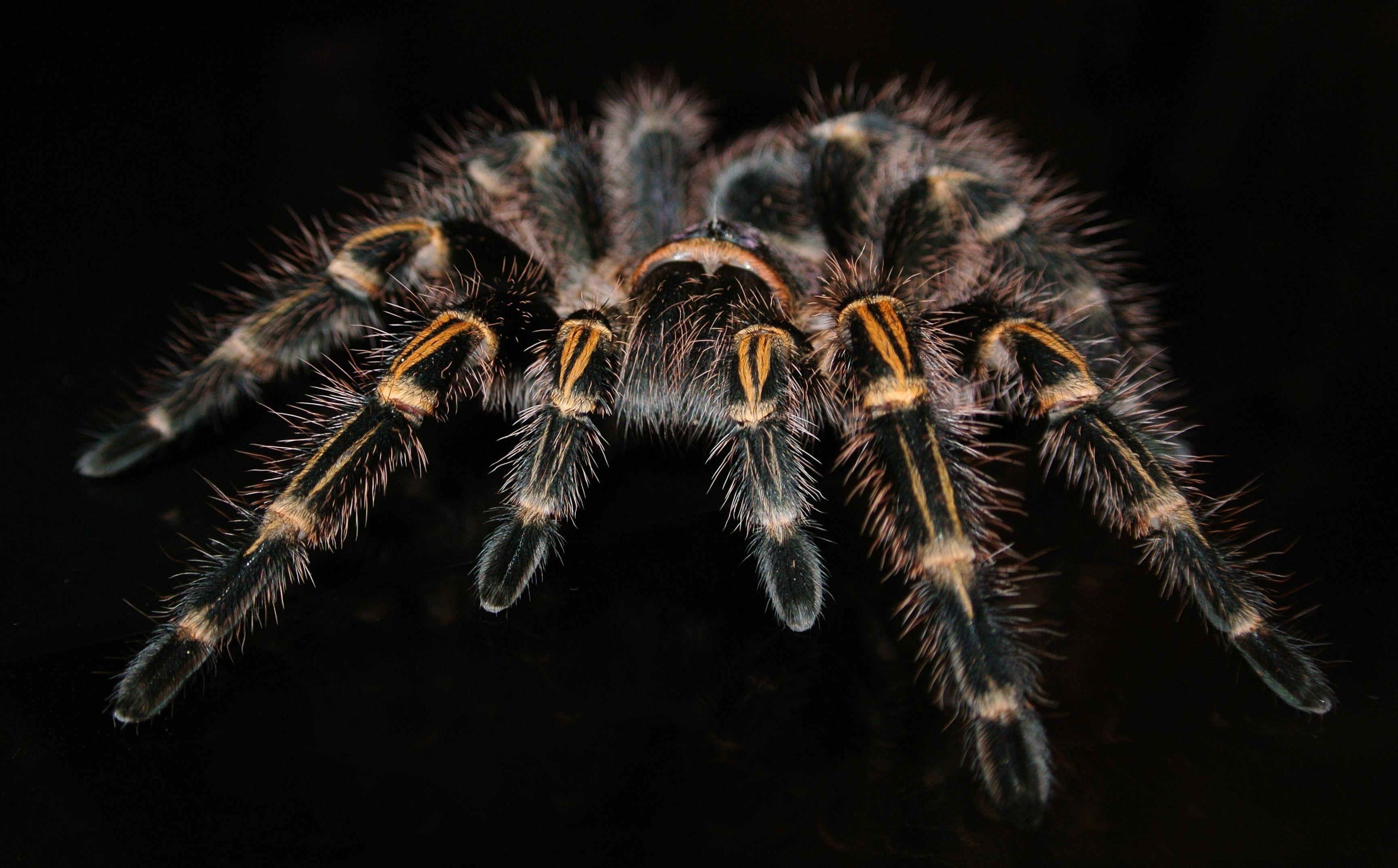 3460x2150 black and yellow tarantula free image, Desktop