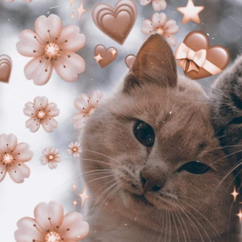 960x960 iii. matching icon's. Cat wallpaper, Cute cat memes, Cute cat wallpaper, Phone